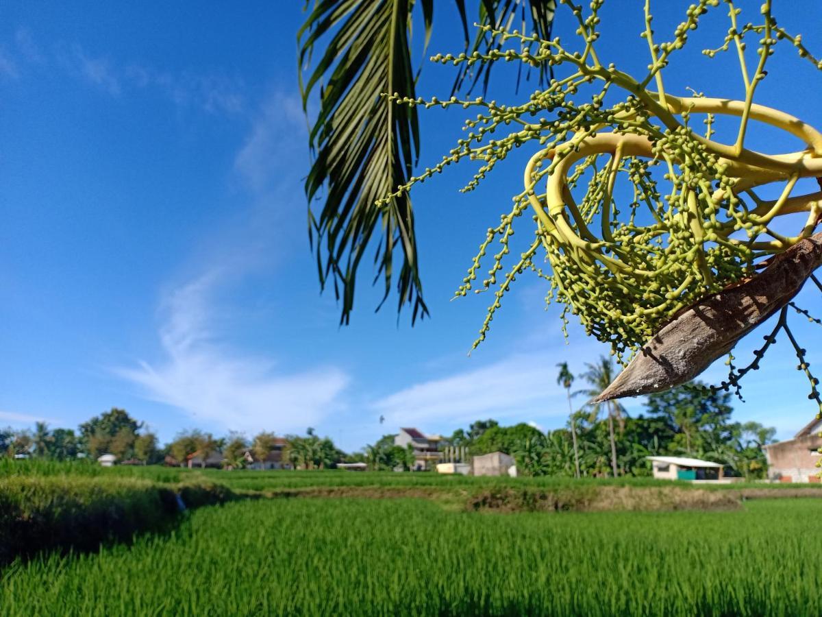 Bata Merah Homestay بانيووانجى المظهر الخارجي الصورة