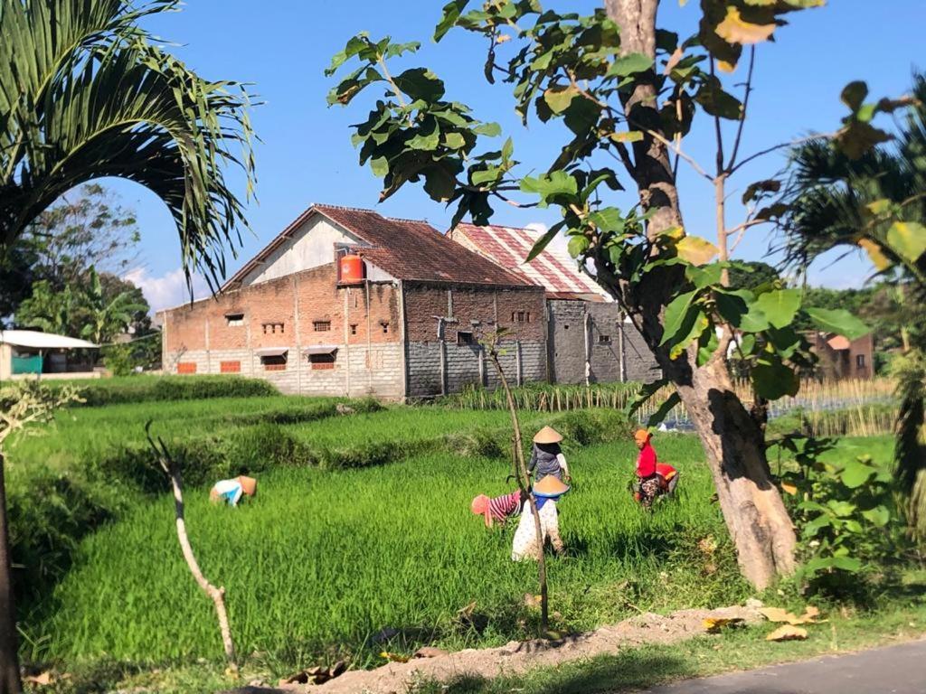 Bata Merah Homestay بانيووانجى المظهر الخارجي الصورة